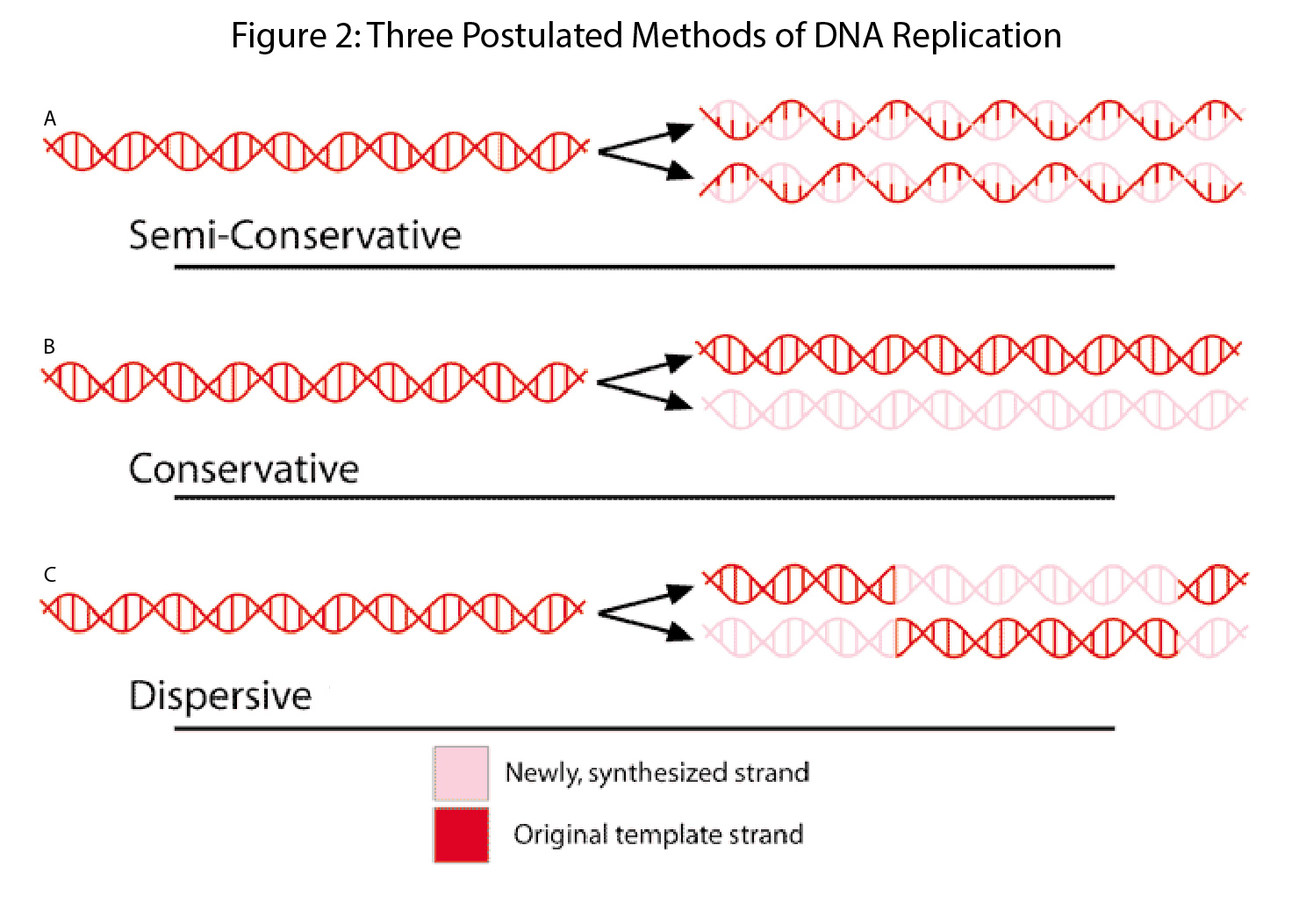 Cartoon representation of 3 different modes of DNA replication tested in the Meselson and Stahl Experiment.