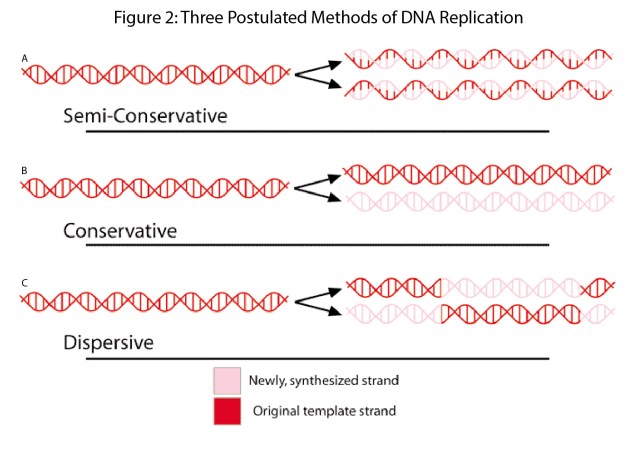 Cartoon representation of 3 different modes of DNA replication tested in the Meselson and Stahl Experiment.