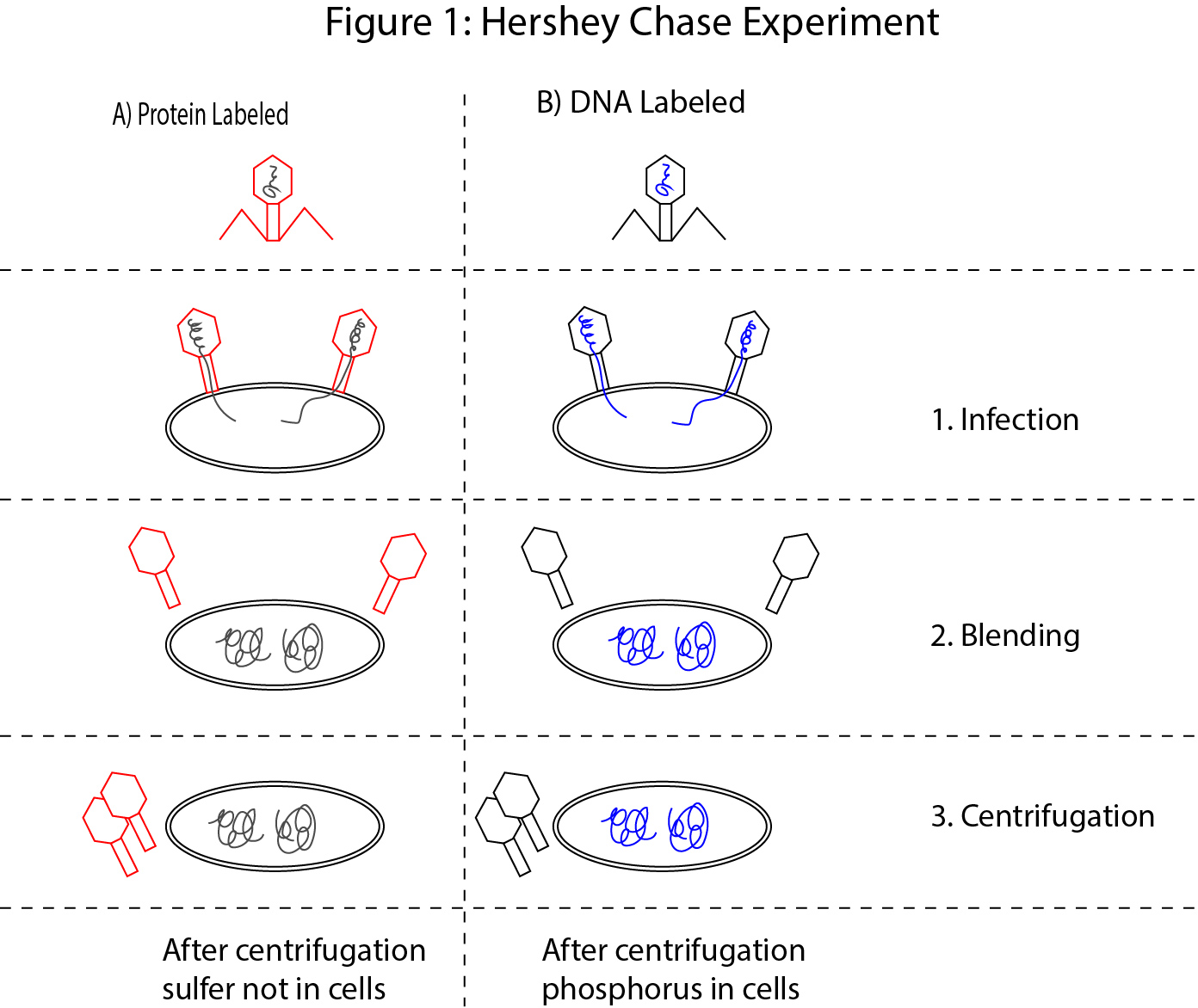 Cartoon depiction of the Hershey Chase Experiment