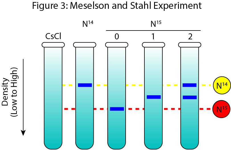 Cartoon representation of the Results from the Meselson Stahl Experiment.