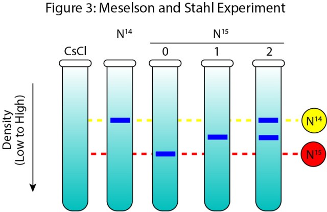 Cartoon representation of the Results from the Meselson Stahl Experiment.