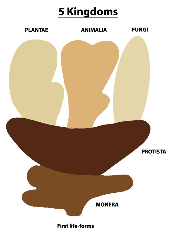 Tree of life showing the 5 Kingdoms Model. Image is based on Biology The science of life volume 3.