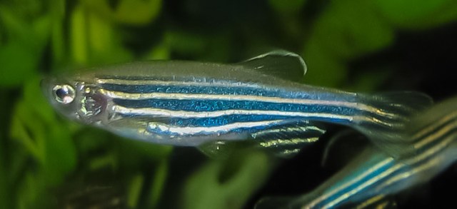 Zebrafish Image source Wikimedia Commons Author Azul