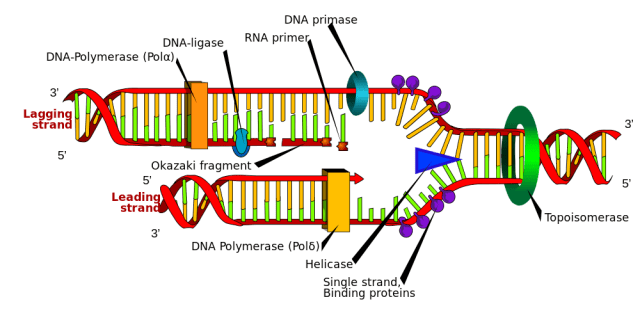 DNA replication or DNA synthesis is the process of copying a double-stranded DNA molecule. This process is paramount to all life as we know it.