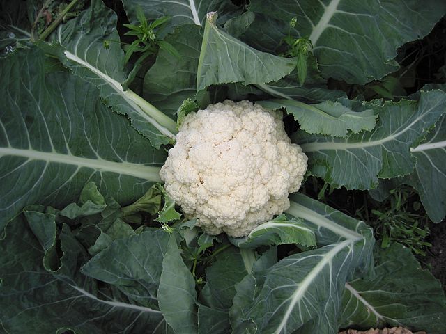 A cauliflower plant photographed by Bloemkool. Licensed under the Creative Commons Attribution-Share Alike 3.0 Unported license.