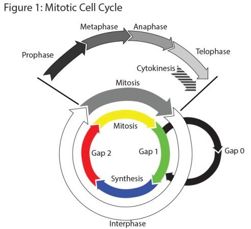 Figure of the cell cycle at different levels of detail. Created by PJ Bennett