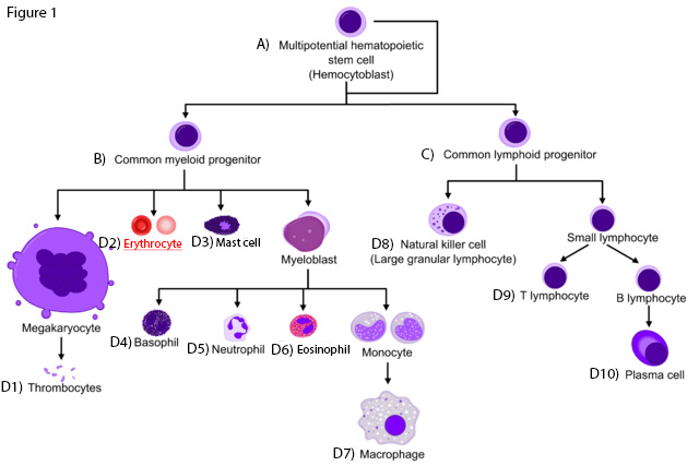 A basic diagram of hematopoiesis. Image modified from Hematopoiesis simple.png by Mikael Häggström. Creative Commons Attribution-Share Alike 3.0 Unported.